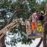 Danville Tree Service