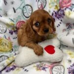 Your Puppy Store