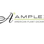 Wholesale Palm Trees -About Amplex
