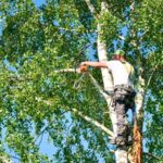 Horn Lake tree Care Pros