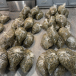 Strictly Top Weed